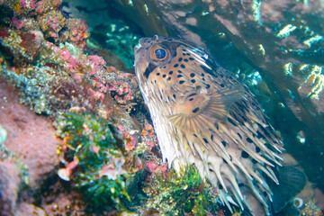 サンゴに隠れる美しいハリセンボン（ハリセンボン科）。

スキンダイビングポイントの底土海水浴場。
航路の終点、太平洋の大きな孤島、八丈島。
東京都伊豆諸島。
2020年2月22日水中撮影。

Beautiful Balloon Porcupinefish (Diodontidae) hiding in coral.


Sokodo Beach, a skin diving point.
Izu 