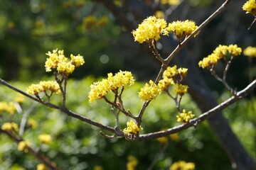 サンシュユの花