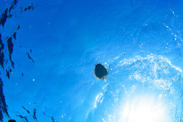 膨らんで水面を漂う美しいハリセンボン（ハリセンボン科）。

スキンダイビングポイントの底土海水浴場。
航路の終点、太平洋の大きな孤島、八丈島。
東京都伊豆諸島。
2020年2月22日水中撮影。

A beautiful Balloon Porcupinefish (Diodontidae) swells and drifts on the surface of the water.


Sokod