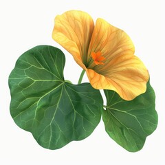 an nasturtium that is 3D rendered with a transparent background  