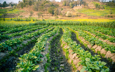 Fototapeta na wymiar rows of agriculture farmland in Nepal.