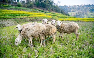 sheep in the agriculture field