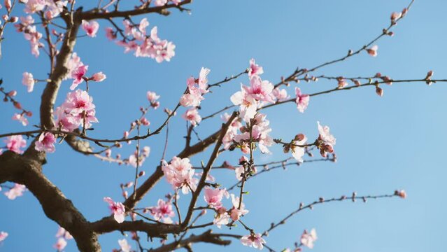 Close-up of the bright-colored almond tree branches floating against the blue sky. Blooming plants covered in enchanting whitish pink flowers. High quality 4k footage