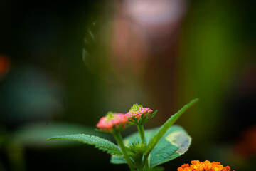 The small Lantana camara has many horizontal branches, with hairs and short thorns curling...