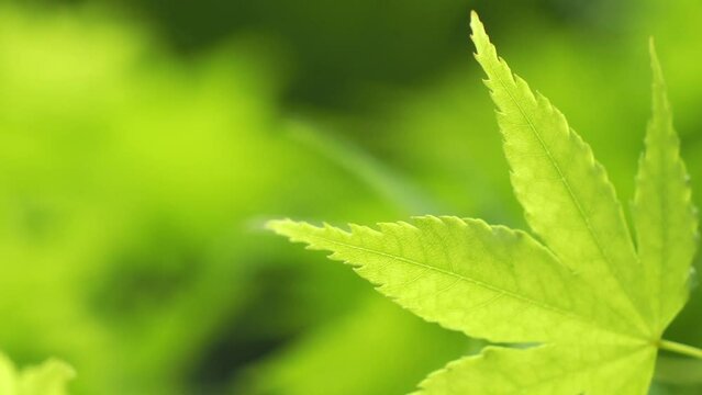 風に揺れる新緑のもみじ 5倍スローモーション