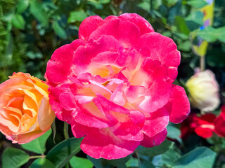 The pink rose with double petals. Beautiful blooming rose in the garden.