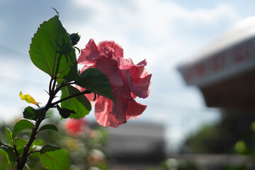 The Hibiscus rosa-sinensis is easy to grow, not fussy in care, so Hibiscus rosa-sinensis is very...
