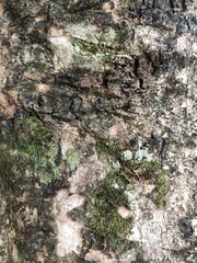 Bark Texture for Materials Tree Trunk or Plant