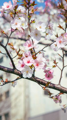 Sakura flowers also known as cherry blossom on a tree branch with sakura flower and white building bokeh (defocused) background, shot on Osaka, Japan during the day