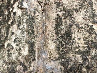 Bark Texture for Materials Tree Trunk or Plant