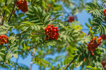 Red berries of mountain-ashe tree