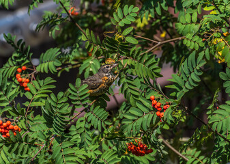 Red berries of mountain-ashe tree
