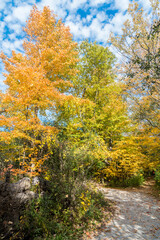 Fall time in park