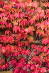 Boston Ivy leaves