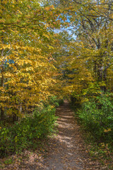 Fall time in park