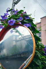 カーブミラーに生えるアサガオ