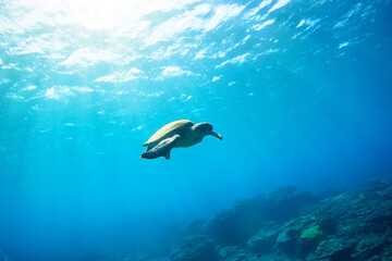 逆光のサンゴ礁をゆったりと泳ぐ大きく美しいアオウミガメ（ウミガメ科）。

スキンダイビングポイントの底土海水浴場。
航路の終点、太平洋の大きな孤島、八丈島。
東京都伊豆諸島。
2020年2月22日水中撮影。


Large, beautiful green sea turtles (Chelonia mydas, family comprising sea turtles) swim leisur