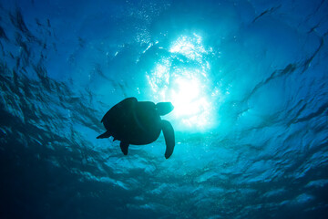 逆光のサンゴ礁の水面をゆったりと泳ぐ大きく美しいアオウミガメ（ウミガメ科）のシルエット。

スキンダイビングポイントの底土海水浴場。
航路の終点、太平洋の大きな孤島、八丈島。
東京都伊豆諸島。
2020年2月22日水中撮影。


The silhouette of a large, beautiful green sea turtles (Chelonia mydas, family compri - obrazy, fototapety, plakaty