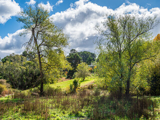 Fototapeta premium Wild Vegetation