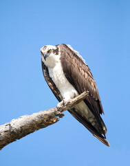 A Close-up Image of a  Mature Osprey Looking Down at You From a Dead Tree - 797301096