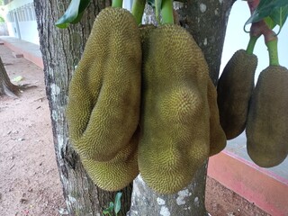 The jackfruit is the fruit of jack tree Artocarpus heterophyllus, a species of tree in the fig,...
