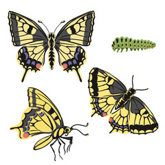 vector drawing yellow swallowtail butterflies and green caterpillar, Papilio machaon, insects isolated at white background, natural elements, hand drawn illustration