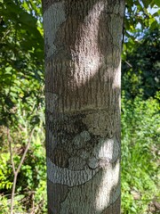 Obraz premium Agarwood tree seen up close