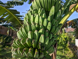 kepok banana (Musa acuminata × balbisiana) in the morning