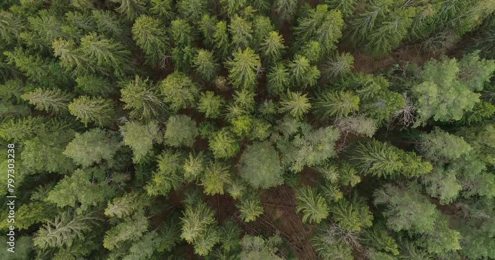 Poster a areal forest with a mix of green and brown trees. the trees are tall and spread out, creating a se