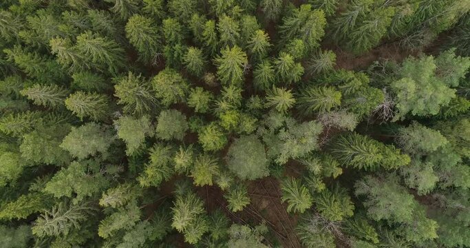 A areal forest with a mix of green and brown trees. The trees are tall and spread out, creating a sense of depth and vastness. Scene is peaceful and serene, as the viewer is surrounded by nature