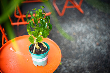 China doll has become a very popular foliage houseplant (Radermachera Sinica rarely produces...
