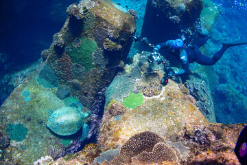 Beautiful and large green sea turtle (Chelonia mydas, family Turtles) swimming leisurely with...