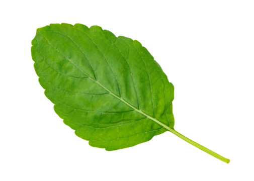 Holy Basil leaf or thai basil or Ocimum sanctum isolated. Green leaves pattern