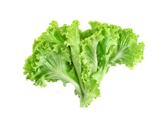 Lettuce leaf isolated. Green leaves pattern ,Salad ingredient