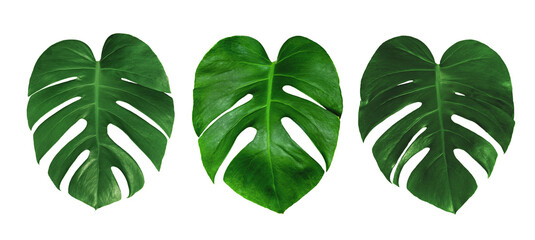 Green leaves pattern,set leaf monstera isolated