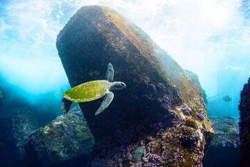 サンゴ礁の防波堤をゆったりと泳ぐ大きく美しいアオウミガメ（ウミガメ科）。

スキンダイビングポイントの底土海水浴場。
航路の終点、太平洋の大きな孤島、八丈島。
東京都伊豆諸島。
2020年2月22日水中撮影。


Large, beautiful green sea turtles (Chelonia mydas, family comprising sea turtles) swim leisu