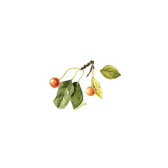 watercolor drawing autumn branch of wild apple tree with leaves and fruits isolated at white background, natural element, hand drawn botanical illustration