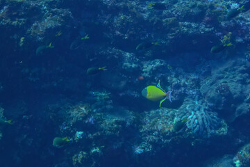 美しいナメモンガラ（モンガラカワハギ科）他。

スキンダイビングポイントの底土海水浴場。
航路の終点、太平洋の大きな孤島、八丈島。
東京都伊豆諸島。
2020年2月22日水中撮影。

The Beautiful Redtail triggerfish (Xanthichthys mento) and others. 

Sokodo Beach, a skin diving point.
Izu 