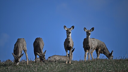 Mule deers