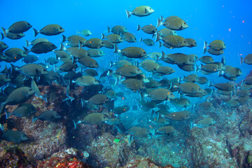 Fototapeta na wymiar 素晴らしいサンゴ礁の美しいニザダイ（ニザダイ科）の大群他。スキンダイビングポイントの底土海水浴場。 航路の終点、太平洋の大きな孤島、八丈島。 東京都伊豆諸島。 2020年2月22日水中撮影。Large school of Sawtail juvenile (Prionurus scalprum) and others in Wonderful coral reefs.Sokodo Be