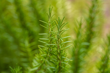 Rosemary