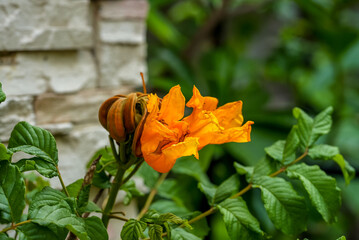 African  tulip flower