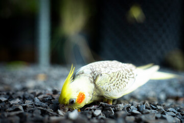 the cockatiel is trying to appear alluring or flirtatious. When the Cockatiel Nymphicus is tired,...