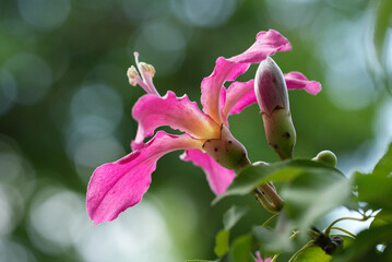 Silk floss flower