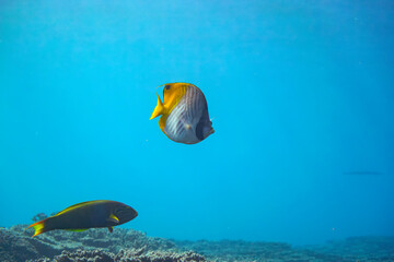 Fototapeta na wymiar 素晴らしいサンゴ礁の美しいトゲチョウチョウウオ（チョウチョウウオ科）、ヤマブキベラ（ベラ科）他の群れ。スキンダイビングポイントの底土海水浴場。 航路の終点、太平洋の大きな孤島、八丈島。 東京都伊豆諸島。 2020年2月22日水中撮影。A beautiful school of Threadfin Butterflyfish (Chaetodon Auriga) and Yellow-bro