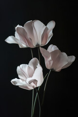 Elegant White Tulips with a Touch of Pink on a Black Background