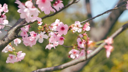 Sakura flowers also known as cherry blossom with tree branches sakura flowers, ,green bokeh (defocused) background, shot on Osaka Castle Park, Japan during the day