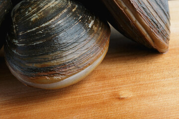 Fresh surf clams in shells on cutting board