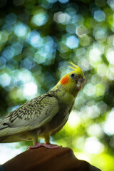 The face and crest of the female  Cockatiel Nymphicus will typically remain mostly grey with a...