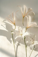 Delicate White Lilies Adorned with Sunshine and Shadows